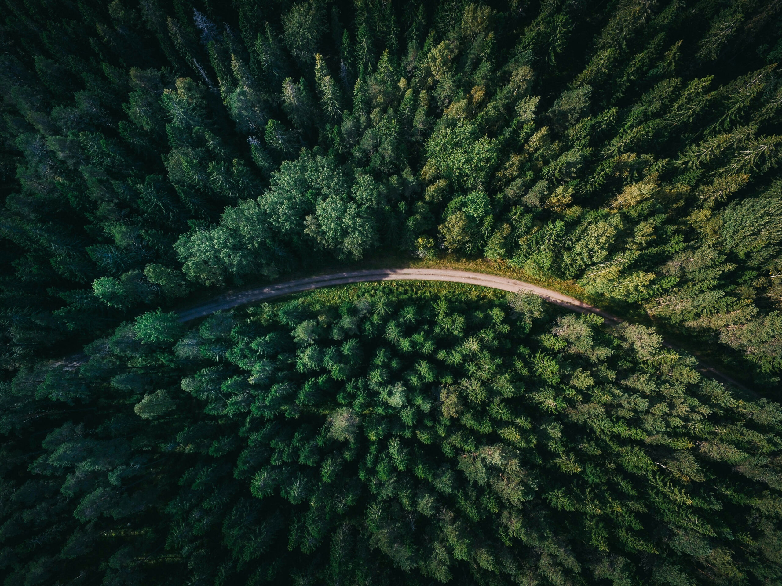 Aerial photo of a forest